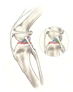 Diagnóstico y tratamiento de lesiones del ligamento cruzado en perros