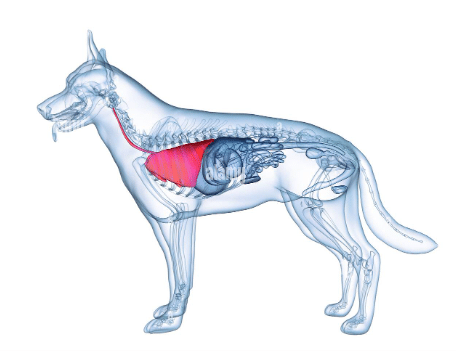 Diagnóstico y tratamiento del neumotórax en perros y gatos