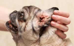 Otitis externa en perros y gatos: Diagnóstico y tratamiento