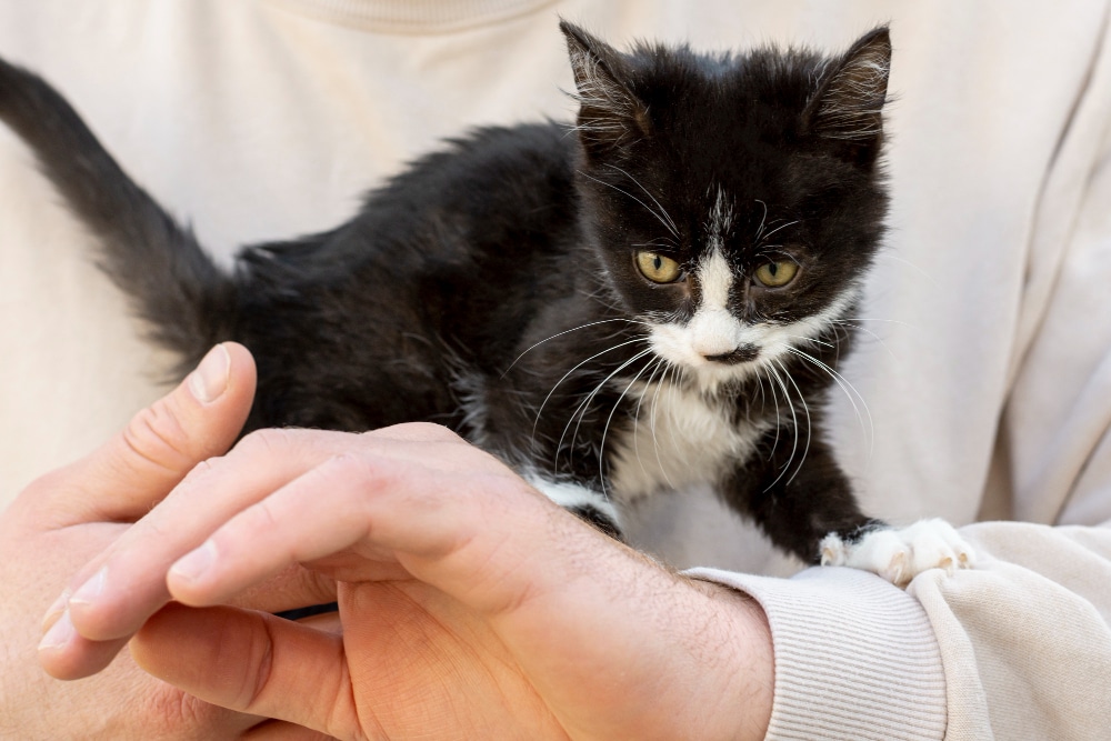 Diagnóstico y tratamiento de la panleucopenia felina: Guía completa para veterinarios y ATVs