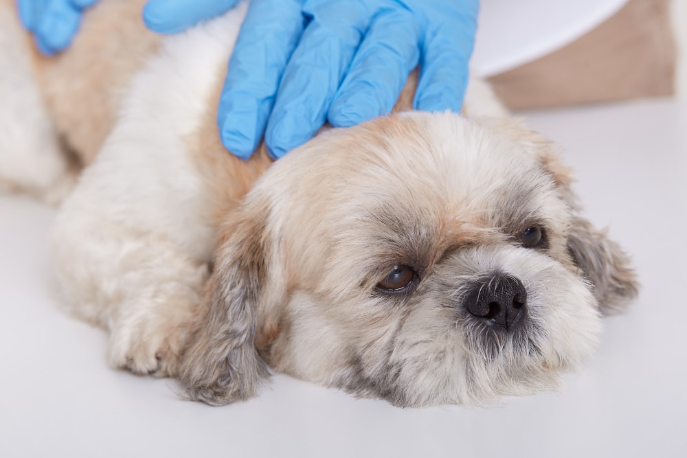 Parvovirus canino: Qué es, causas y tratamientos