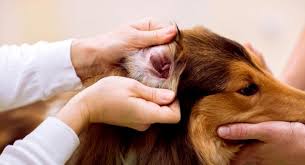 Otitis media en perros y gatos: Diagnóstico y tratamiento