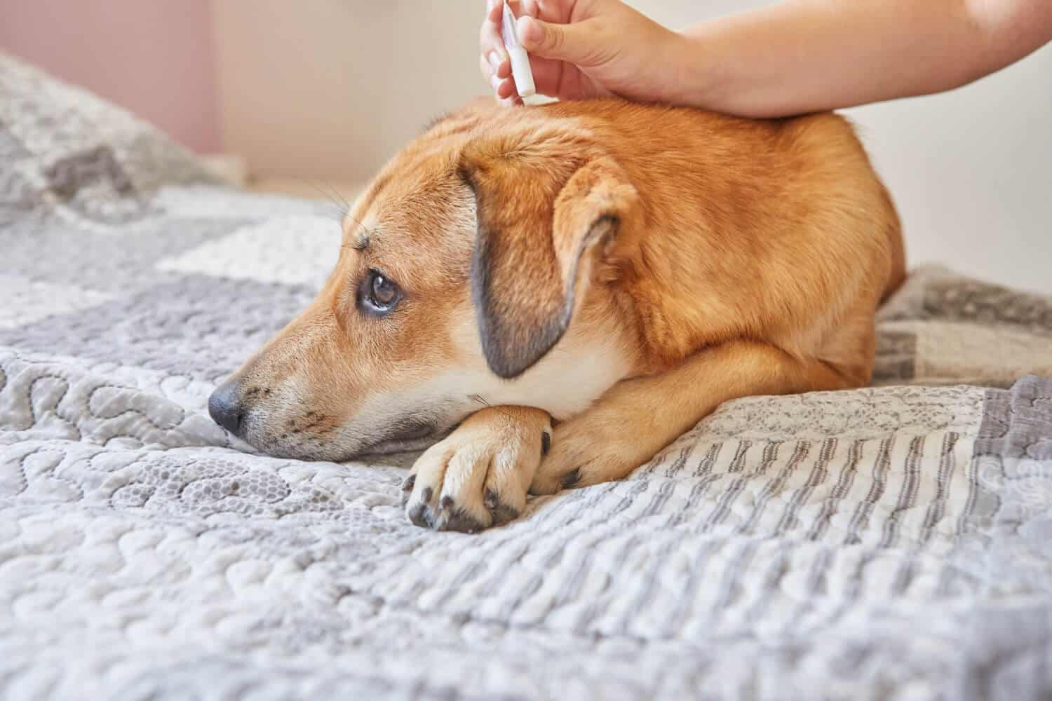 ¿Cada cuánto tiempo debemos desparasitar a los perros?