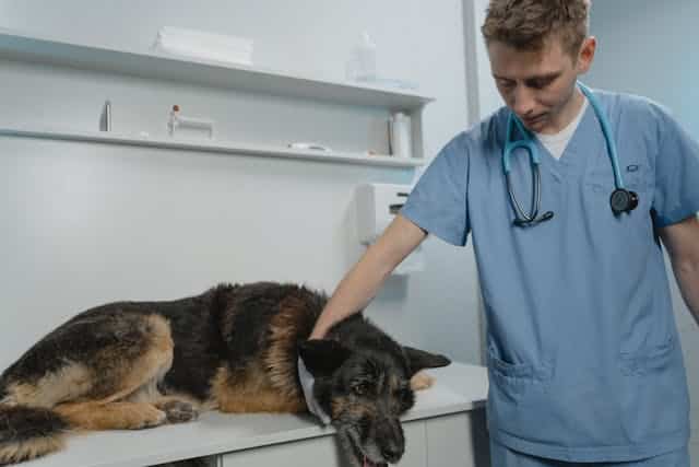 Abordaje de una urgencia de un politraumatizado: Guía para veterinarios y ATVs