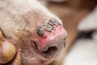 Quemaduras en perros y gatos: Guía completa para veterinarios