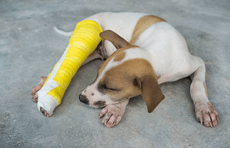 Tipos de vendaje en perros y gatos: La guía definitiva en veterinaria
