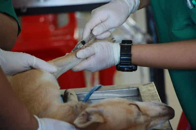 Trombocitopenia en perros: Causas, diagnóstico y tratamiento