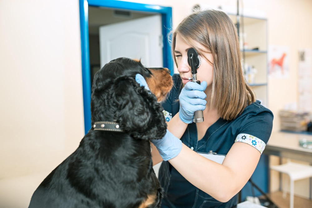 Principales urgencias oftalmológicas en perros y gatos