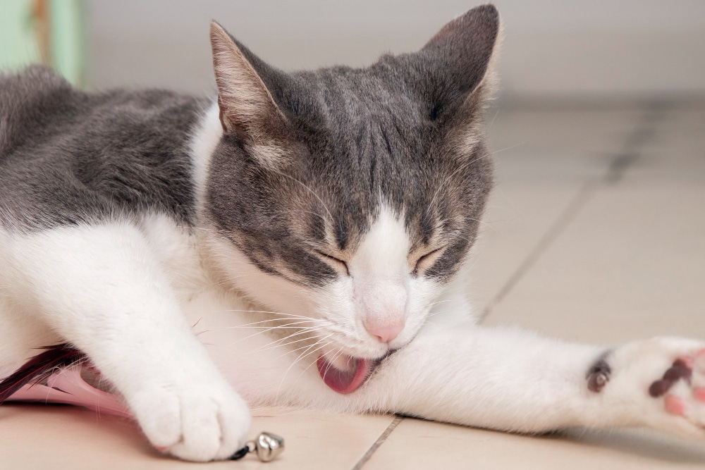 Abordaje de los vómitos agudos en gatos: Diagnóstico y tratamiento