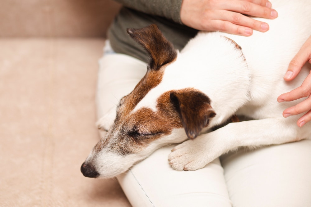 Abordaje de los vómitos crónicos en perros: diagnóstico y tratamiento