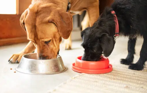 Abordaje de un paciente alérgico en veterinaria