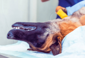 Todos los avances en cirugías ortopédicas para perros y gatos que debes conocer