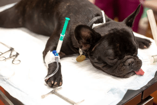 ¿Cómo se debe preparar a un perro antes de la cirugía? Procedimientos previos