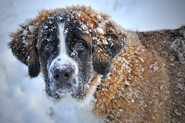 Cuidado de pequeños animales en condiciones extremas de clima