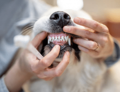 Cuidado dental en perros y gatos: Prevención y tratamientos