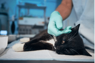 Procedimiento previo a una cirugía convencional en gatos: todo lo que necesitas saber