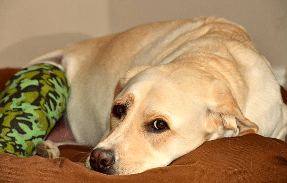 Cirugía de ligamentos cruzados en perros: Diagnóstico y tratamiento