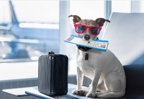 Pasaporte para perros en España: Todo lo que necesitas saber