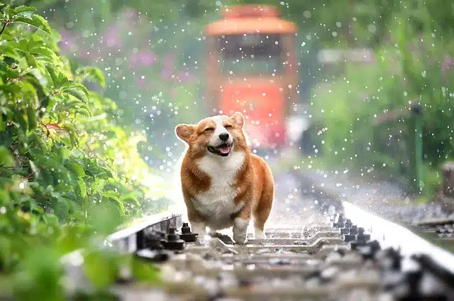 Prevención y tratamiento de la obesidad en pequeños animales