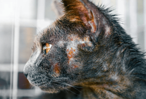 Problemas dermatológicos comunes en perros y gatos: todo lo que necesitas saber