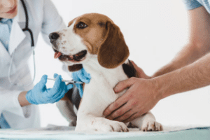Guía sobre seguros veterinarios en España