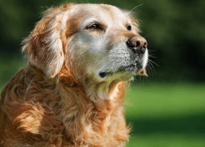 Manejo del dolor en pacientes senior: Hablemos de perros y gatos