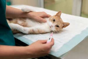 Protocolos para el manejo de arritmias cardíacas en gatos