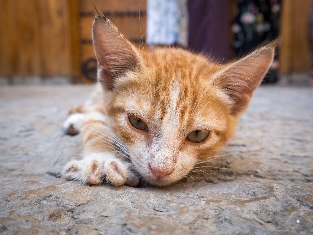 Protocolos para la deshidratación severa en gatos