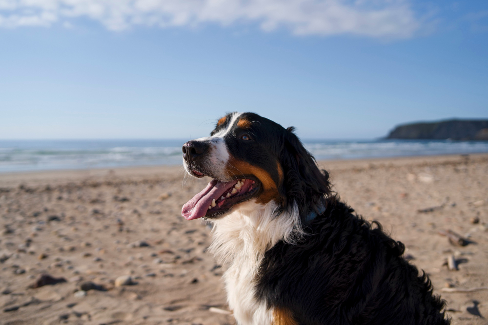 Protocolos para tratar el sobrecalentamiento y golpes de calor en perros