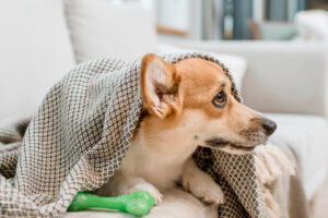 Hipotermia en perros: síntomas clave y opciones terapéuticas urgentes