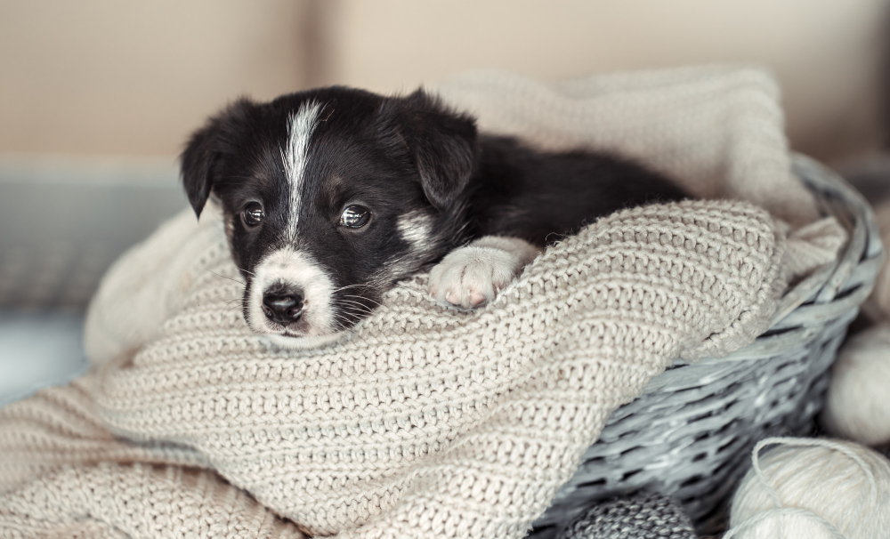 Qué hacer en caso de hipotermia severa en cachorros