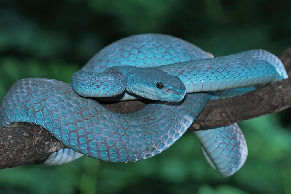 Heridas por mordeduras de serpiente en perros y gatos: Protocolos de emergencia y tratamiento