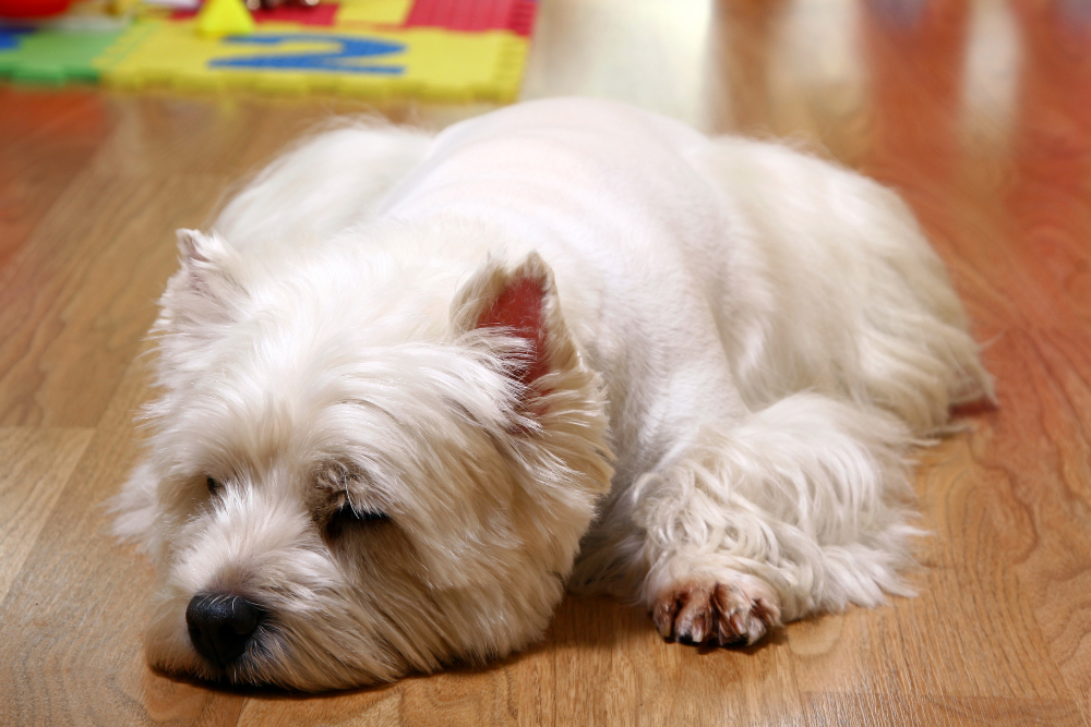 Protocolos para la deshidratación severa en perros