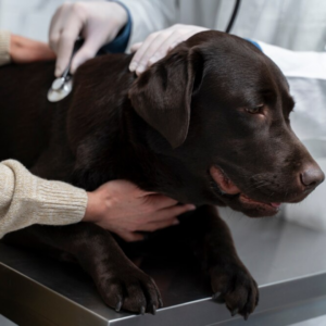 Manejo de la disnea en perros con enfermedad cardíaca: Guía para veterinarios