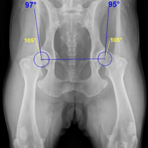 Manejo de emergencia para fracturas de cadera en perros: Guía para veterinarios