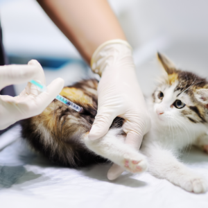 Manejo de emergencia para hemorragia digestiva en gatos: Guía completa para veterinarios