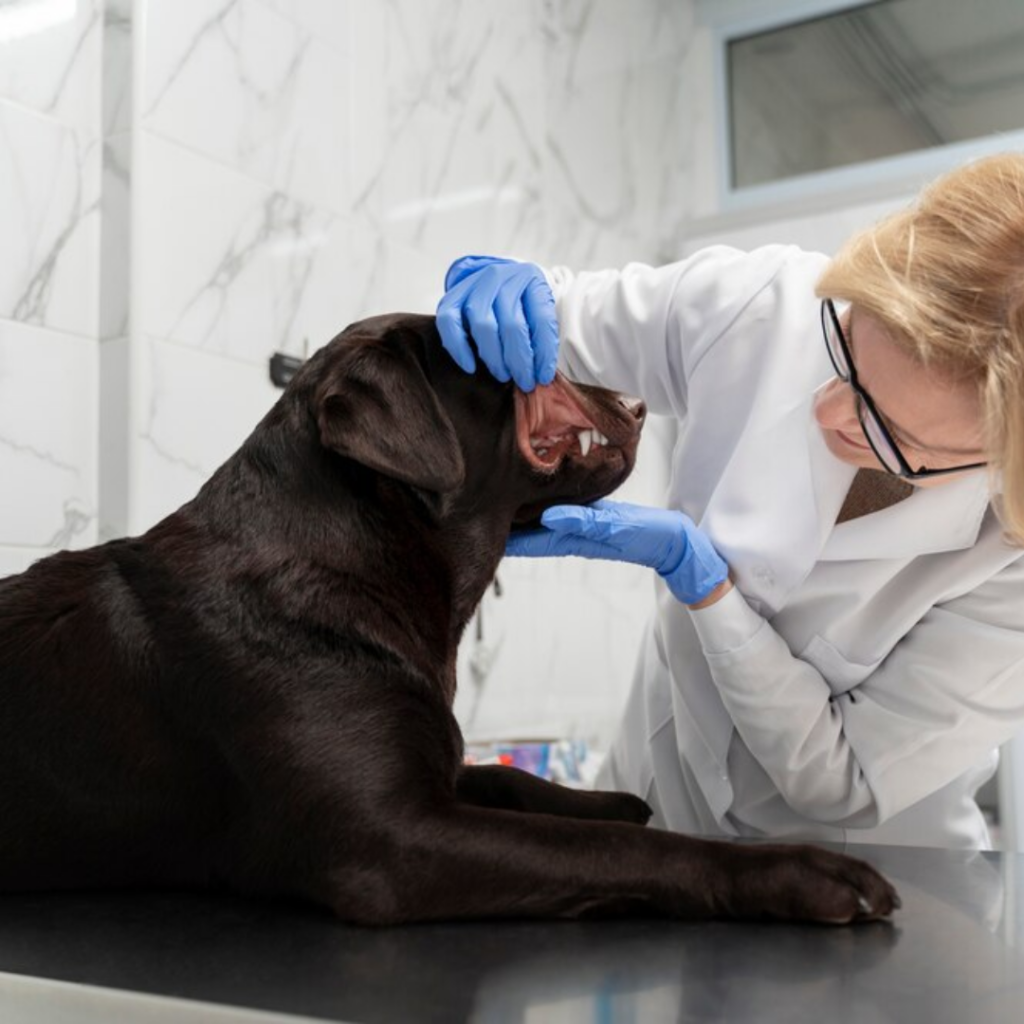 Cómo manejar un animal con crisis de hipertermia: Guía para veterinarios