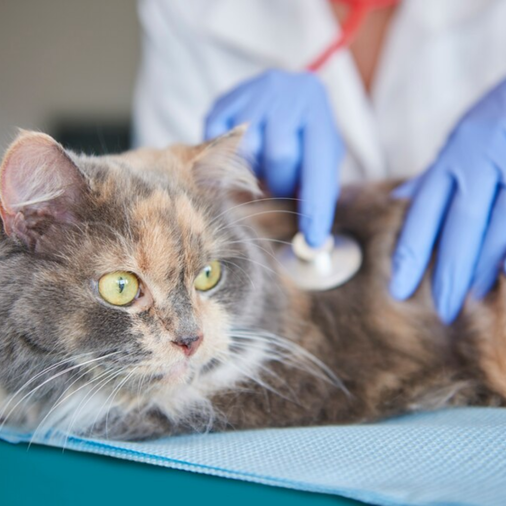 Estrategias para tratar la hipoxia en gatos en la clínica: Guía para veterinarios