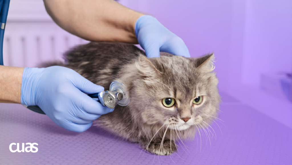 Respi felino