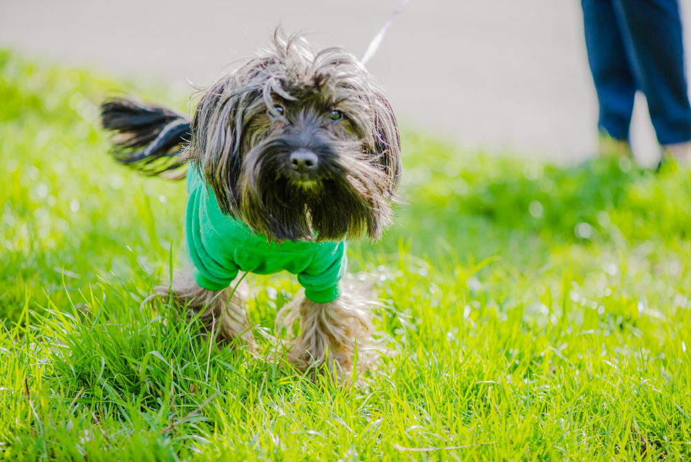 Manejo y tratamiento de la enfermedad de Addison en perros: guía para veterinarios