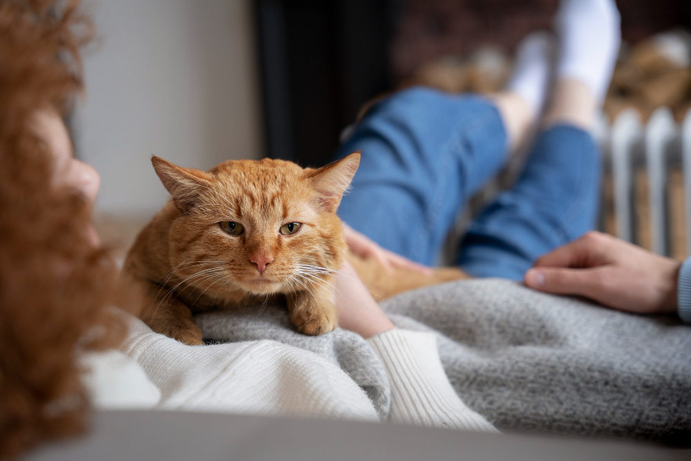 Manejo y tratamiento de la cardiomiopatía hipertrófica en gatos: Guía esencial para veterinarios