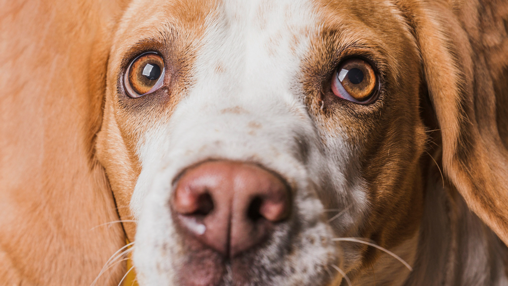 Manejo y tratamiento de la conjuntivitis en perros y gatos: Guía veterinaria definitiva