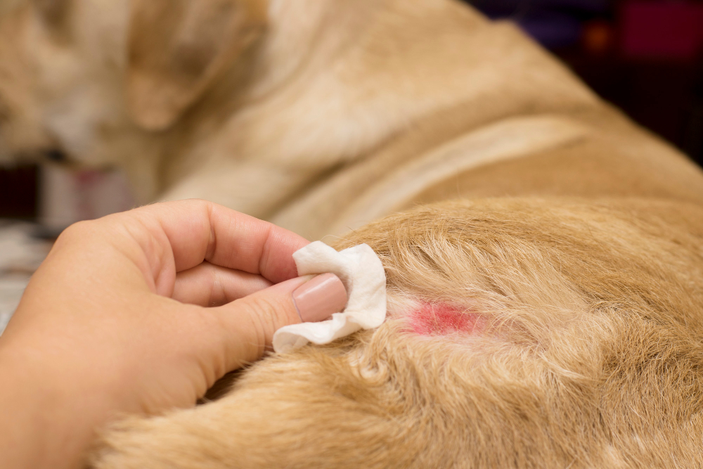 Manejo y tratamiento de la dermatitis alérgica en perros y gatos: Estrategias para veterinarios