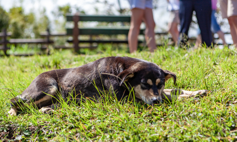 Manejo y tratamiento de la diabetes mellitus en perros y gatos: Guía veterinaria completa