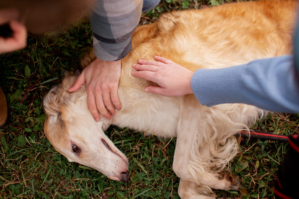 Manejo y tratamiento de la gastritis en perros y gatos: Guía veterinaria completa