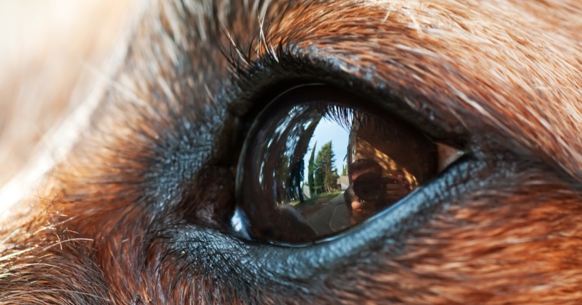 Manejo y tratamiento del glaucoma en perros y gatos: Guía veterinaria esencial