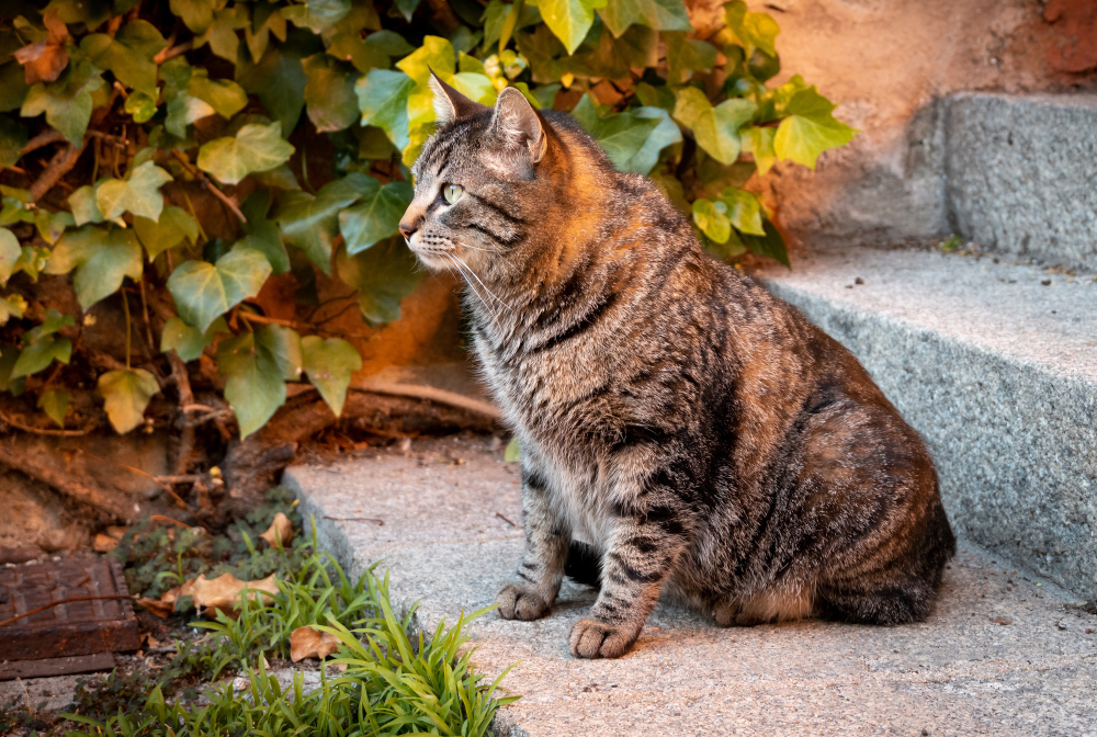 Manejo y tratamiento del hipertiroidismo en gatos: guía completa para veterinarios