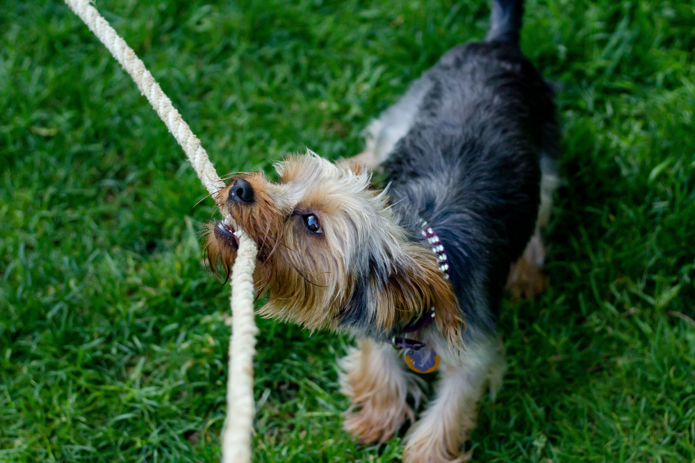 Manejo y tratamiento del hipotiroidismo en perros: guía completa para veterinarios