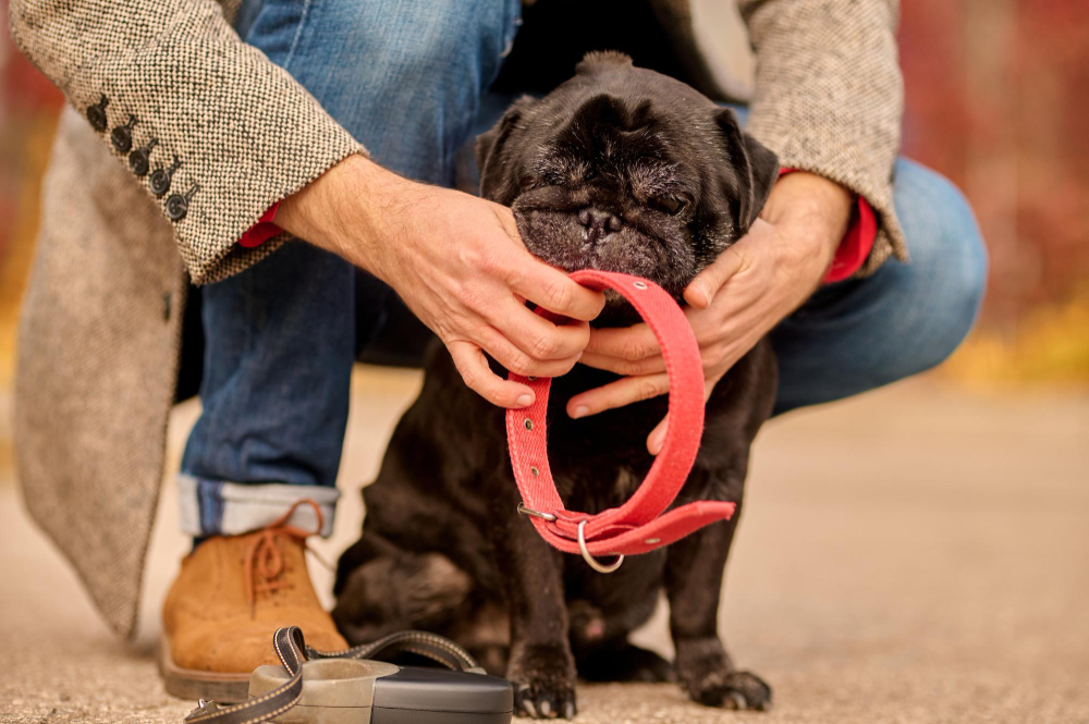 Manejo y tratamiento de la enfermedad inflamatoria intestinal en perros y gatos: Guía veterinaria esencial