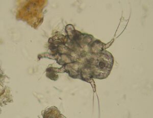 otodectes